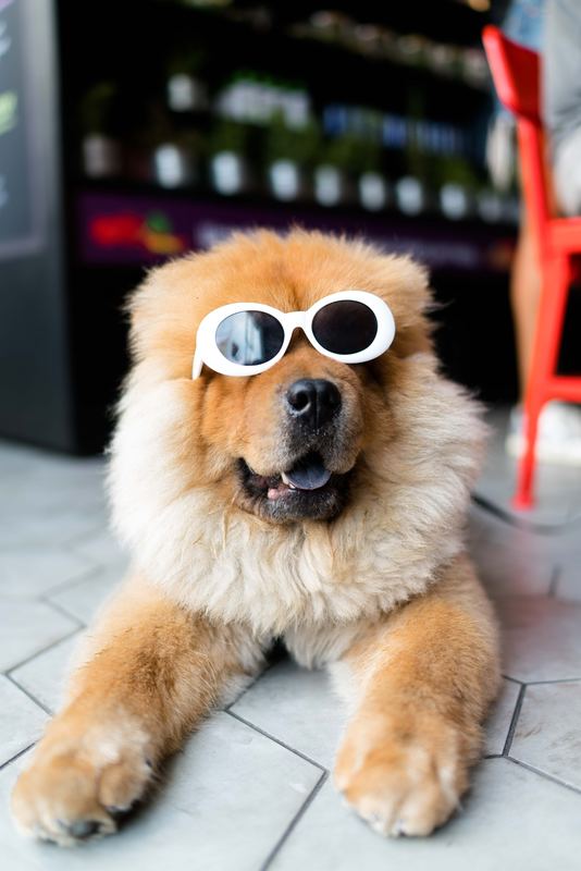 Tandem Transport cool dog with sunglasses